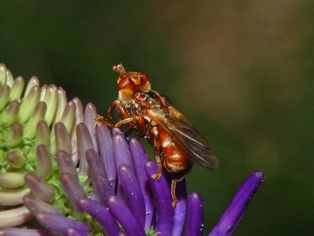 Un bel conopide: Myopa dorsalis